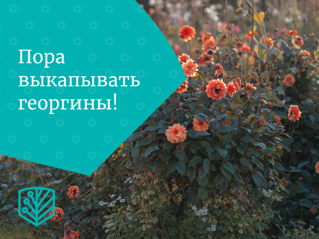 Пора выкапывать георгины