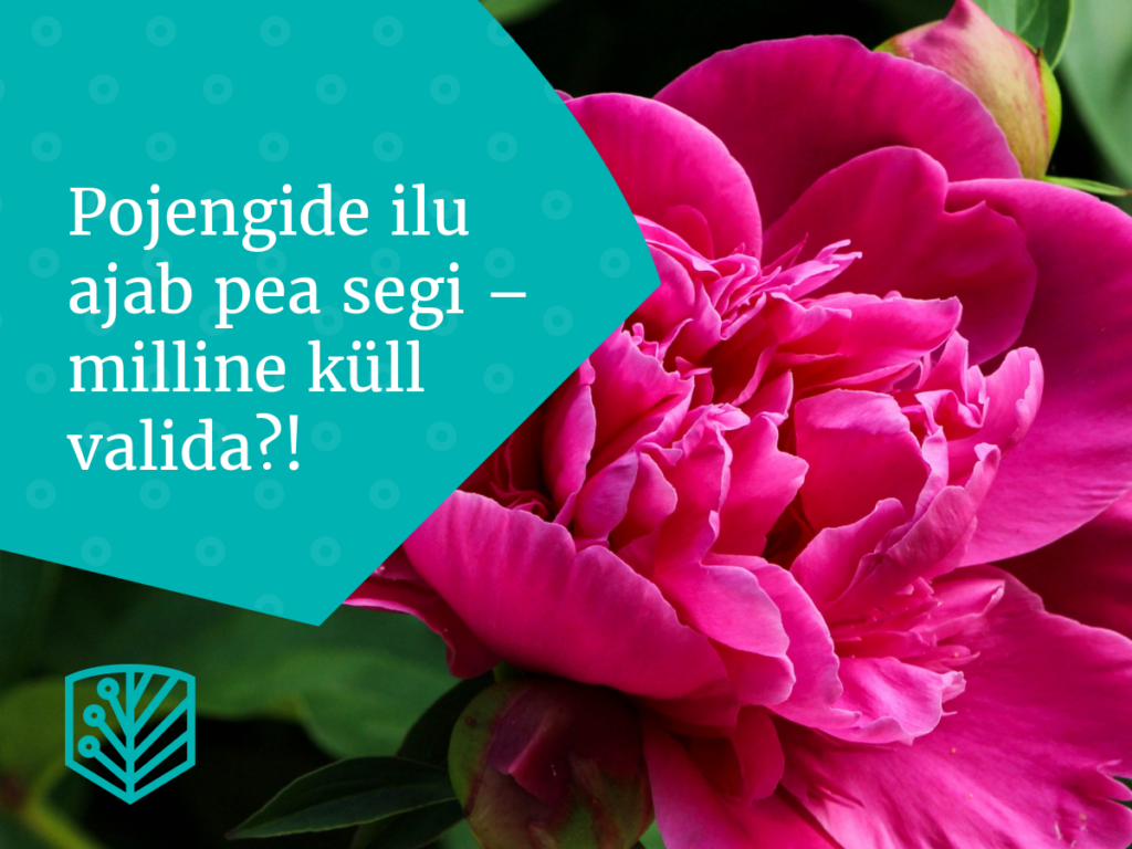 Pojengide ilu ajab pea segi - milline küll valida