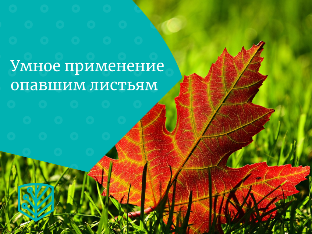 Умное применение опавшим листьям