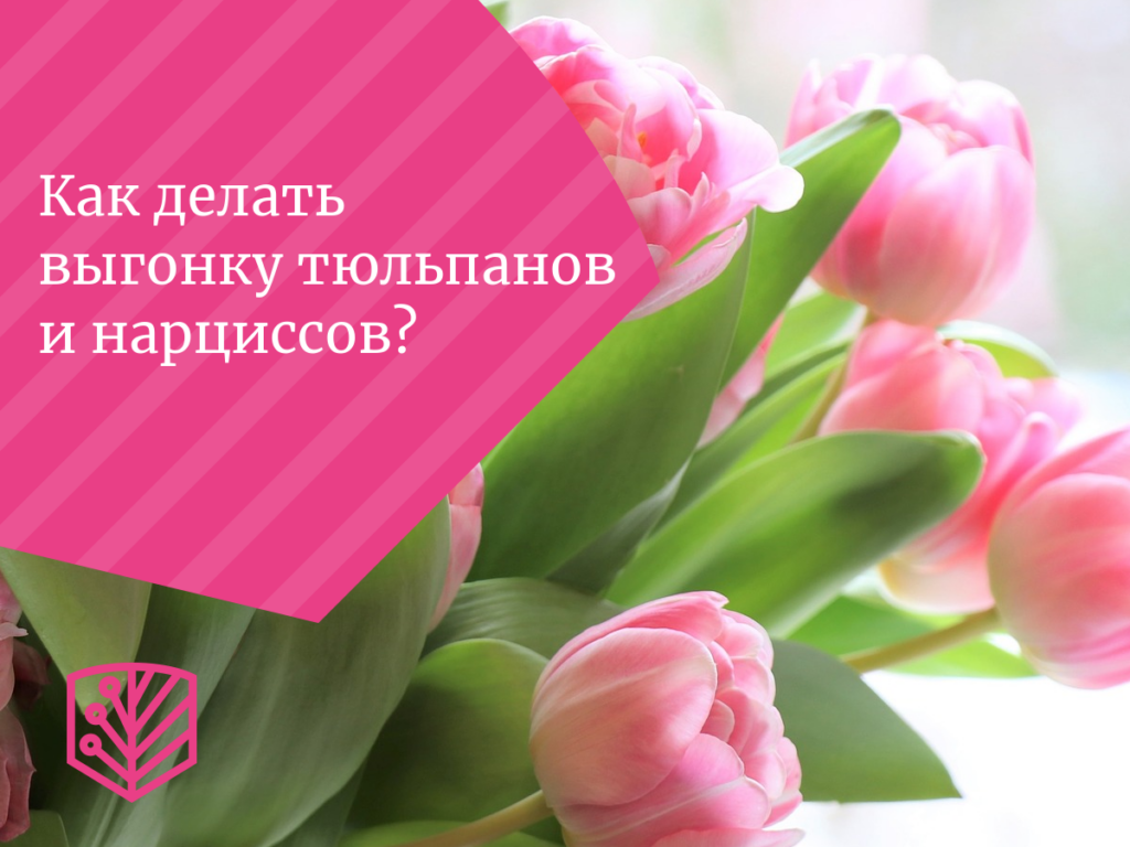 Как делать выгонку тюльпанов и нарциссов?