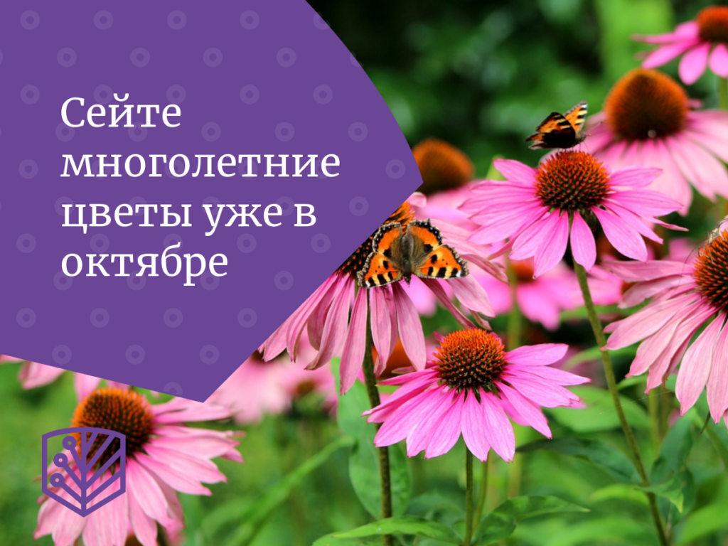Сейте многолетние цветы уже в октябре