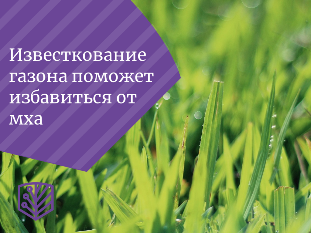 Известкование газона поможет избавиться от мха