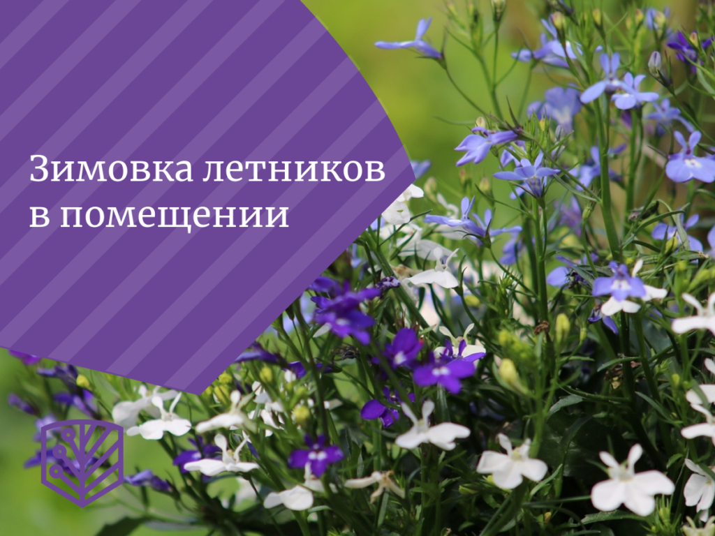 Зимовка летников в помещении