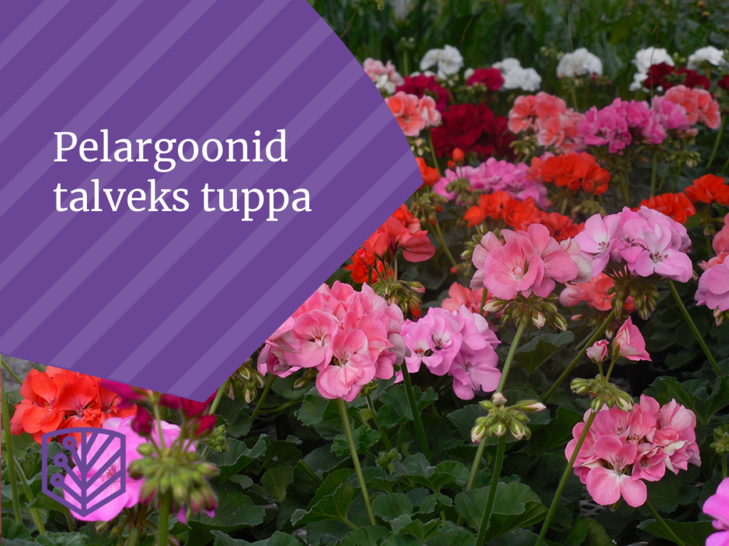 Pelargoonid talveks tuppa