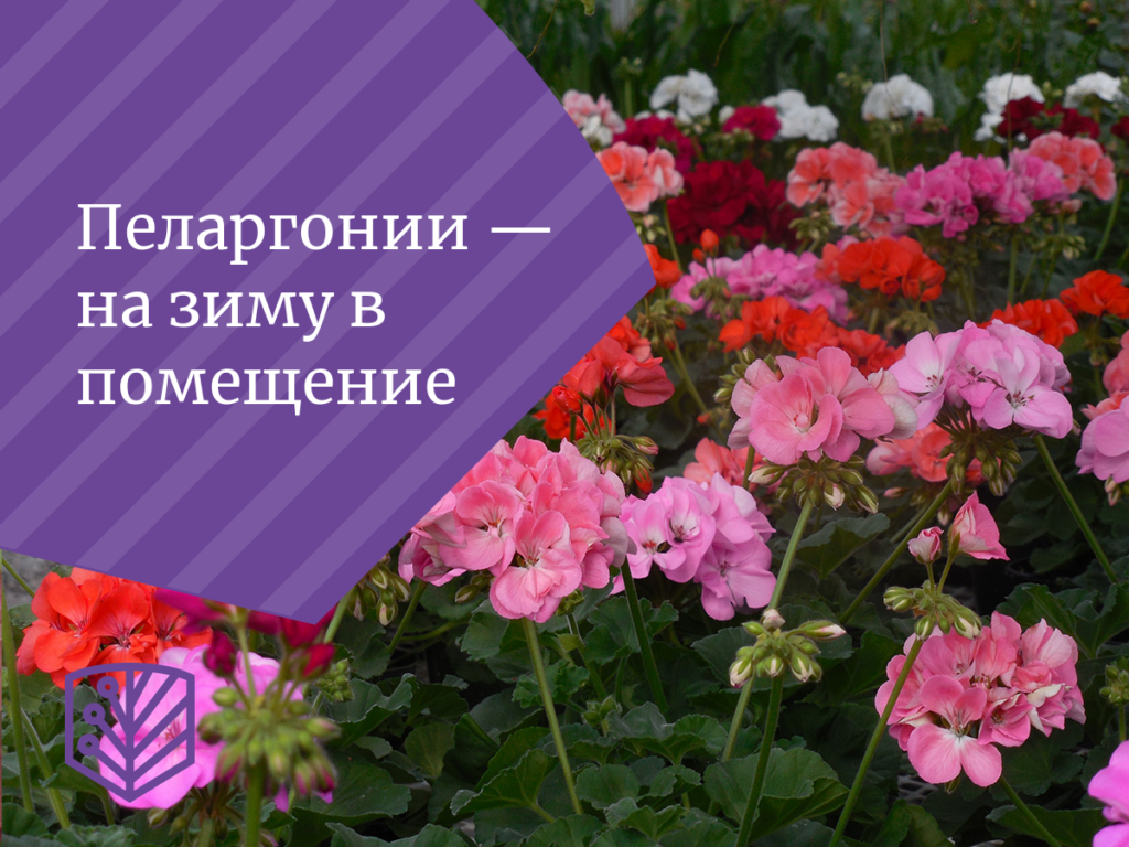 Пеларгонии — на зиму в помещение