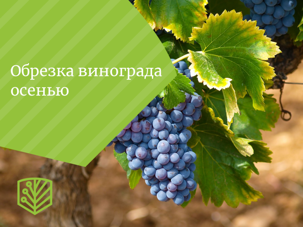 Обрезка винограда осенью