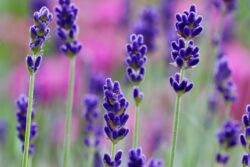 Lavendel