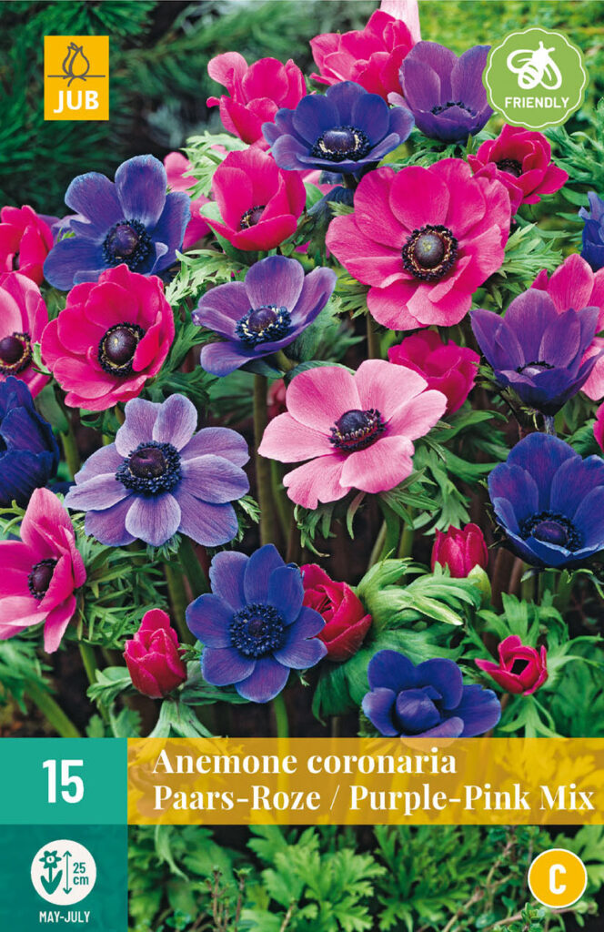 Kroonjas ülane Anemone Coronaria Pink-Purple Mix 5/6 15tk C