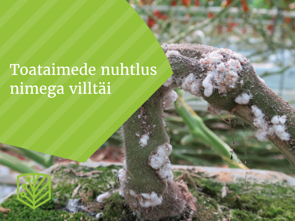 Toataimede nuhtlus nimega villtäi