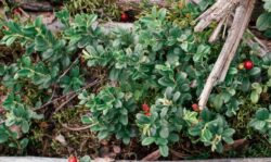 Pohlavarred jõulutähe jaoks