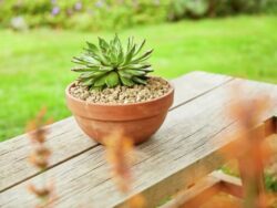 Compo granuplant istutusgraanulid