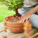 Compo BIO Granuplant graanulid