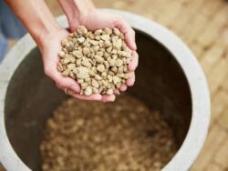 Compo Bio Granuplant istutusgraanulid