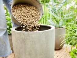 Compo Bio Granuplant istutusgraanulid