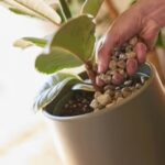 Compo BIO Granuplant graanulid