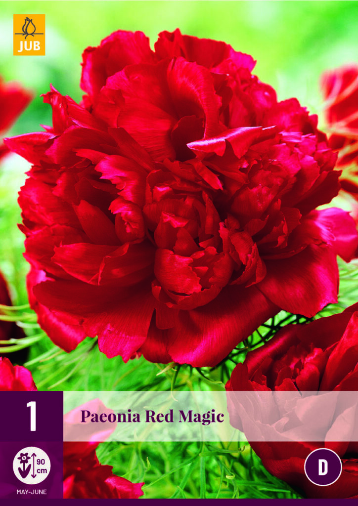 Pojeng Red Magic 2/3 1tk D