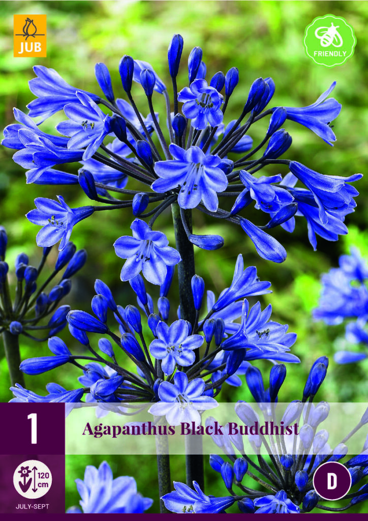 Lembeliilia Agapanthus Black Buddhist 1/2 1tk D