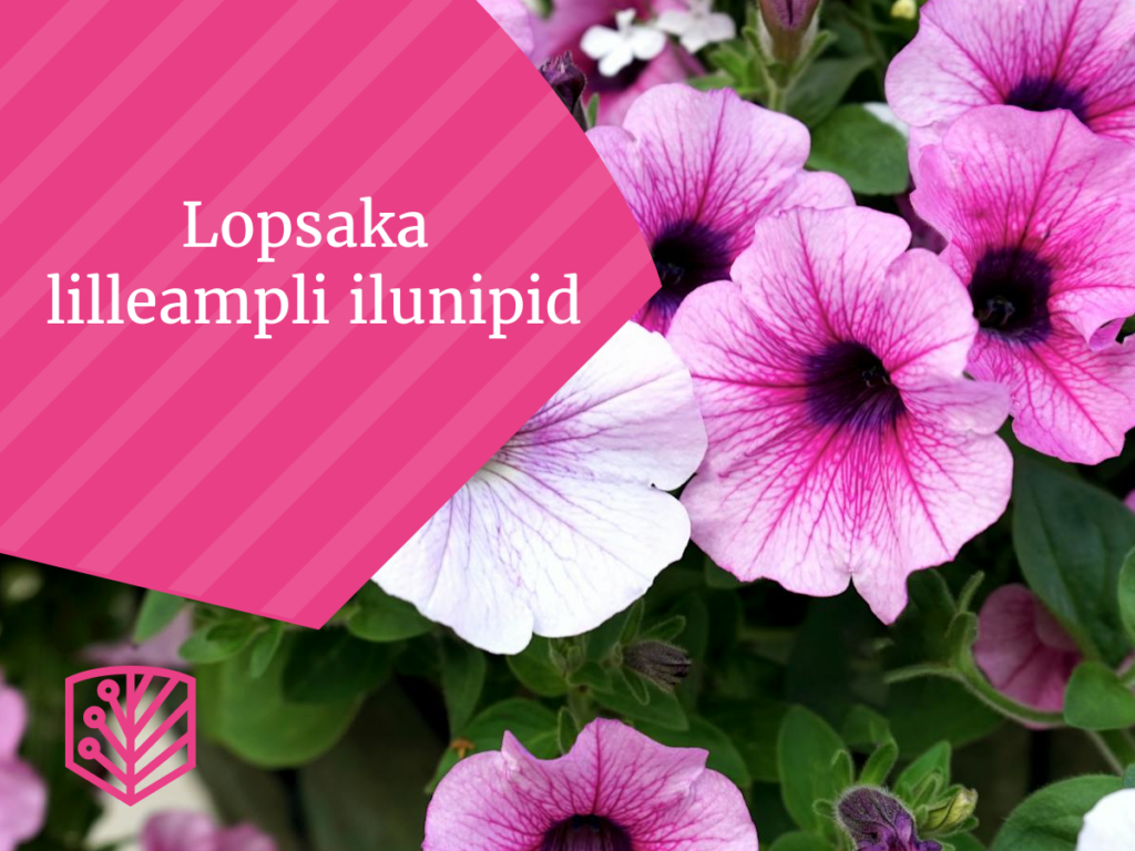 Lopsaka lilleampli ilunipid
