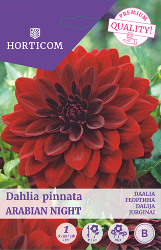 Daalia (dekoratiiv) Arabian Night 1tk B