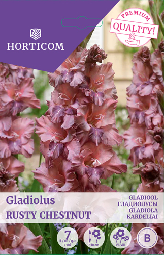 Gladiool(ruffled) Rusty Chestnut 7tk B