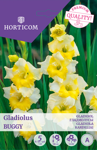 Gladiool (suureõieline) Buggy 5tk A