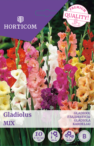 Gladiool (suureõieline) Mix 10tk B