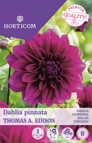 Daalia (dekoratiiv) Thomas A. Edison 1tk B