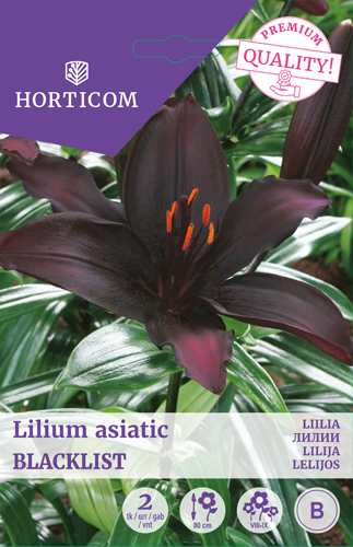 Liilia (asiatic) Blacklist 2tk B Liilia (asiatic) Blacklist 2tk B