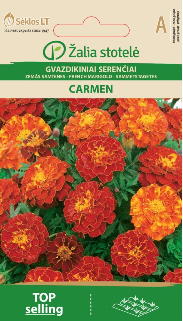 Madal peiulill French Marigold Carmen - Tagetes patula L.