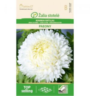 Aedaster China Aster Paeony White - Callistephus chinensis L. Ness Aedaster China Aster Paeony White - Callistephus chinensis L. Ness