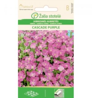 Aedaubrieeta Rock Rock Cress Cascade Purple - Aubrieta hybrida Aedaubrieeta Rock Rock Cress Cascade Purple - Aubrieta hybrida