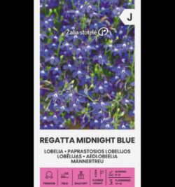 Aedlobeelia Lobelia Regatta Midnight Blue - Lobelia erinus L.