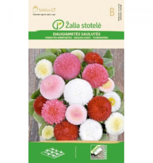Harilik kirikakar Daisy Mix - Bellis perennis L. Harilik kirikakar Daisy Mix - Bellis perennis L.