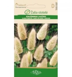 Jänesesaba Rabbit's Tail Grass - Lagurus ovatus L.