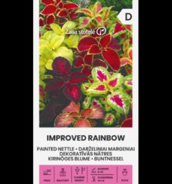 Kirinõges Painted Nettle Improved Rainbow - Coleus Blumei Benth.