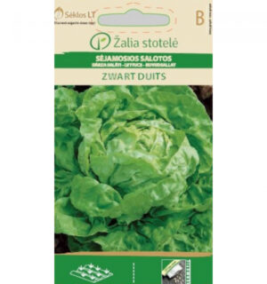 Salat Zwart duits - Lactuca sativa L. Salat Zwart duits - Lactuca sativa L.