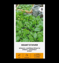 Spinat Geant D'Hiver - Spinacia oleracea L.