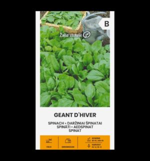 Spinat Geant D'Hiver - Spinacia oleracea L.
