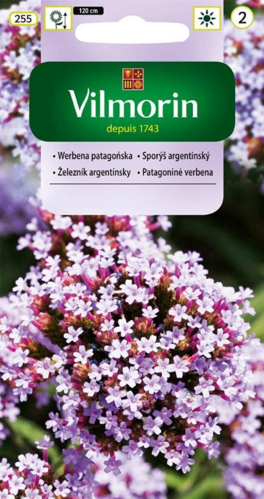 Kõrge raudürt Verbena bonariensis