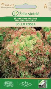 Salat Lollo Rossa - Lactuca sativa L.