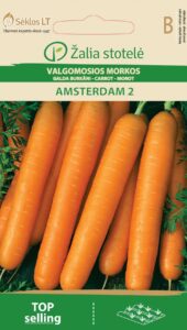 Porgand Amsterdam 2 - Daucus carota L.