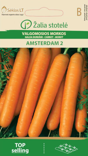 Porgand Amsterdam 2 - Daucus carota L. Porgand Amsterdam 2 - Daucus carota L.