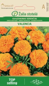 Madal peiulill French Marigold Valencia - Tagetes patula L.