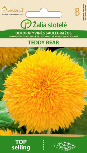 Harilik päevalill Sunflower Teddy Bear - Helianthus annuus L. Harilik päevalill Sunflower Teddy Bear - Helianthus annuus L.