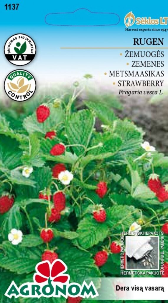 Maasikas Rugen - Fragaria vesca L.