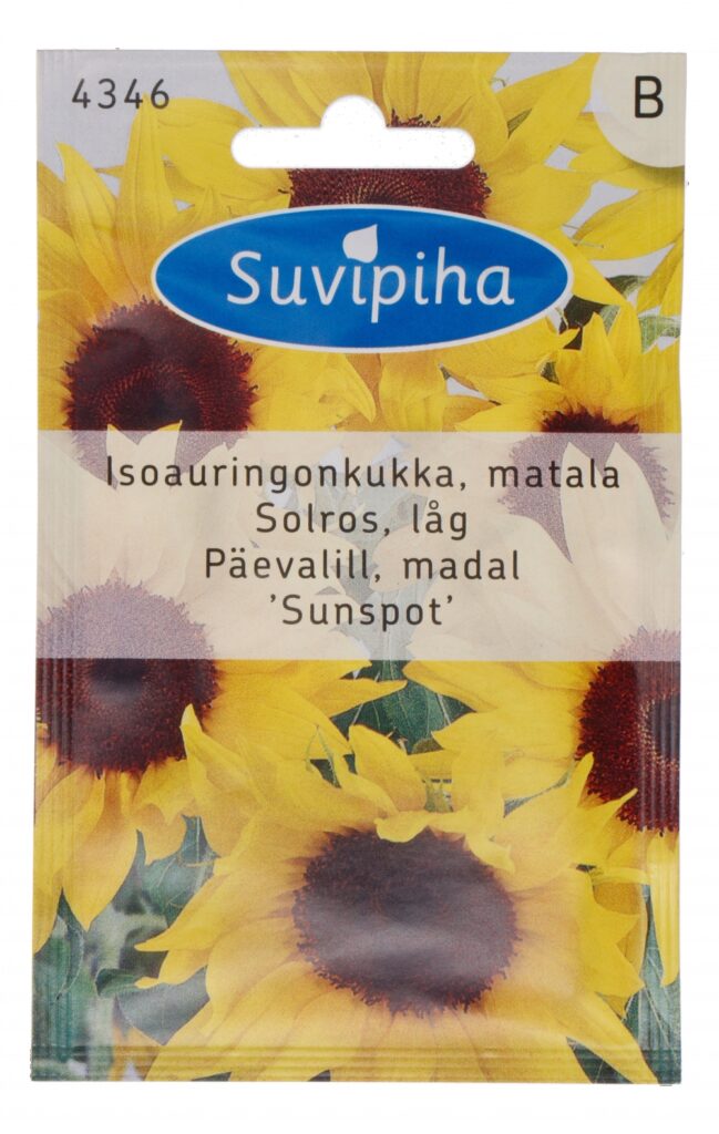 Päevalill Sunspot, madal 1g B