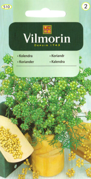 Koriander Coriandrum sativum Koriander Coriandrum sativum