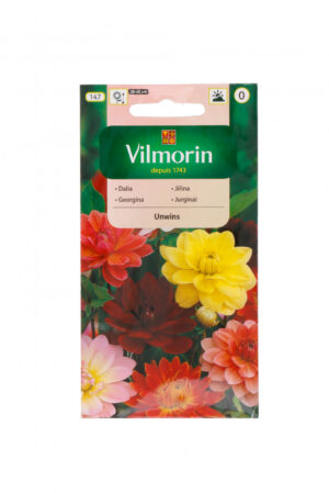 Daalia Unwin Dahlia pinnata Daalia Unwin Dahlia pinnata