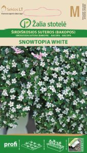 Südajas suutera Bacopa Snowtopia White - Sutera cordata L.