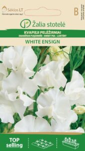 Lõhnav lillhernes Sweet Pea White Ensign - Lathyrus odoratus L.
